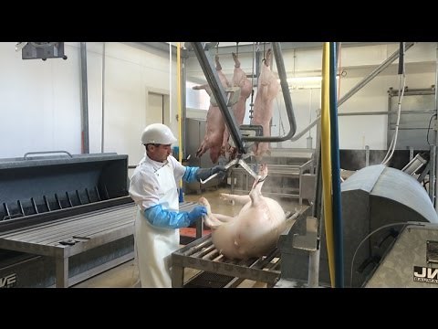 Au cœur de l'abattoir de Quintin