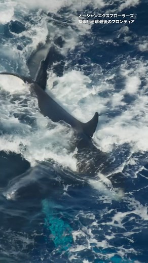 ナショナル ジオグラフィック TV on Instagram: "ザトウクジラの親子とシャチ18頭の対決 #nationalgeographic #natgeo #ナショナルジオグラフィック #ナショジオ #ザトウクジラ #シャチ"