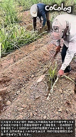 サトウキビの植え付け作業：伝統的な農業の現場 #worker #process #sugar #agriculture #farming
