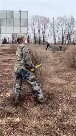 Protecting Young Trees | Landscaping Tree Wrapping Process