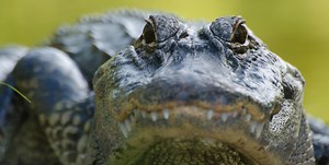 2025 » Comparative, Diagnostic & Population Medicine » College of Veterinary Medicine » University of Florida