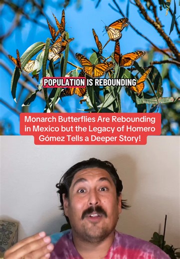 The monarch butterfly population in Mexico has recently increased, offering cautious hope after years of decline, but the recovery comes amid growing concerns about organized crime and environmental degradation in the Monarch Butterfly Biosphere Reserve. Local businesses tied to tourism, which generates over 14 billion pesos annually, are reportedly forced to pay extortion fees—diverting roughly 1.4 billion pesos away from communities and conservation efforts. At the same time, illegal logging h