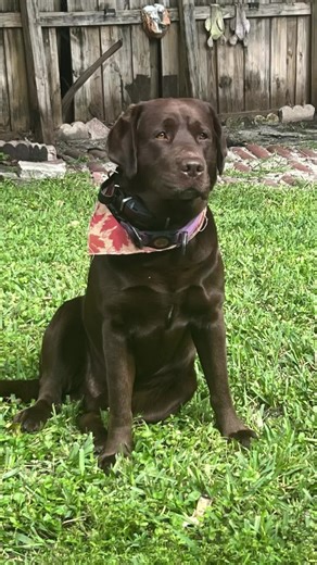 #fyp #dog #labrador #chocolatelab #pets