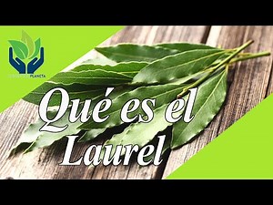 Laurel: tipos, propiedades, características, beneficios...