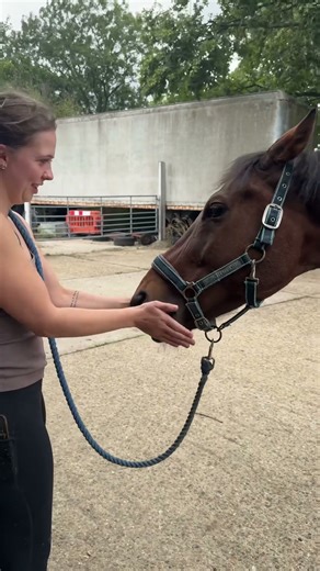 Hugo massage #horse #horseracing #equestrianjourney #equestrian