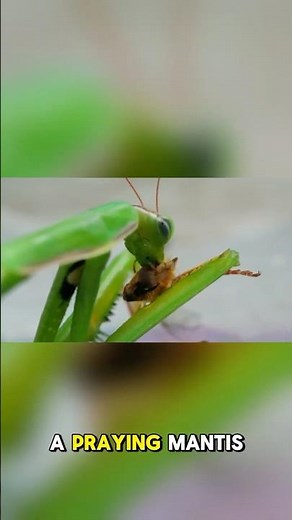 The Secret Superpowers of Praying Mantises!