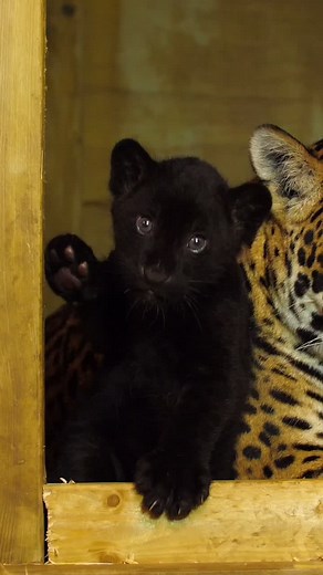 Meet Our Adorable Newborn Black Jaguar Cub!