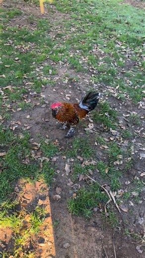 Day 3 of Buck Beak’s Rehab is going very well. Her wound is healing nicely. She is moving around and eating and drinking water. We do move her to a big galvanized tank we use as a brooder pen in the garage so that she had room to stretch her legs throughout the day. When I went to dump my bag of shavings into the pen a little mouse came out and stayed with BuckBeak for the day keeping her company. Both of the seemed fine work each other. Despite my children’s effort to keep the mouse as a pet we