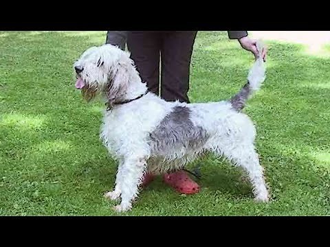 Dog Breed Video: Grand Basset Griffon Vendeen
