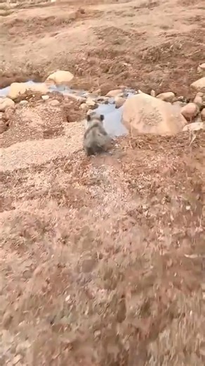 Shepherd brings lost bear cub home, but mama bear breaks the window to take her cub back! #bear #rescue #foryou #animal | Lovely Hallopet5