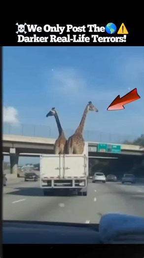 Mr.Creepify — The Darkest Real-Life Terrors on Instagram: "🦒🚛😨 Giraffes Transported by Truck — Then the Bridge Hit What was meant to be a routine transfer turned into a heart-stopping nightmare. ⚠️ Deadly Miscalculation: Bridge clearance misjudged 🧱 Instant Chaos: Massive impact, panic everywhere 🌀 Helpless Giants: Animals trapped with nowhere to escape ⏱️ Seconds Changed Everything: One mistake, irreversible consequences The unsettling truth? Even planned operations can turn deadly in a si