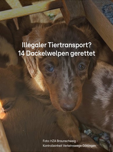 Diese Bilder zerreißen einem das Herz! Bei einer Routinekontrolle an der A2 bei Peine entdeckten Beamte des Hauptzollamtes Braunschweig am Mittwoch (29. April) in einem Auto insgesamt 16 Dackel. Darunter sind 14 Welpen und zwei trächtige Hündinnen. Die Polizei geht von einem illegalen Tiertransport aus, denn dem ungarischen Fahrer fehlen jegliche Dokumente für die Tiere. Der Mann musste die Kosten für die Unterbringung der Tiere übernehmen. #dackel #zoll #peine #tierrettung #hunde