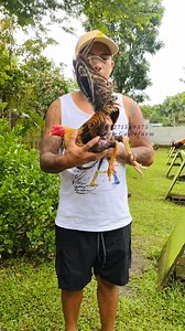 106K views · 4.9K reactions | PA AL@L@ LANG PO MGA IDOL❤️ #reelschallengereelschallenge #breed_black_gamefarm | Randy Tagleong II | Facebook