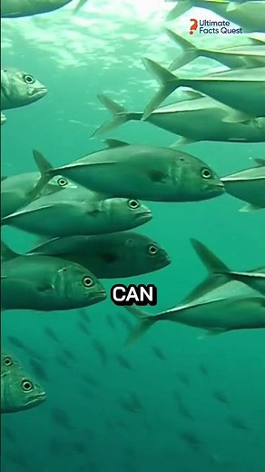 Fish Falling from the Sky?! 🐟 Unbelievable Natural Phenomenon