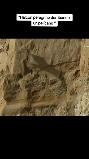 Halcón Peregrino: El Rey de los Cielos