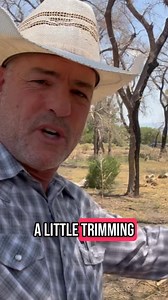 43K views · 2.7K reactions | This is a great example of Targeted Goat Grazing. Target the bad, protect the good. #grazinggoats #contractgrazing #contractgoatgrazing #iitargetedgrazing #targetedgoatgrazing #grazingsystems #prescibedgrazing #prescribedgoatgrazing #systemsgrazing #rentagoat #yardmaintenance #weedremoval #firefuelreduction #brushremoval #thegoatguy #goatguy #bosque #newmexico #cowboymax | Galloping Goat Pumpkin Patch | Facebook