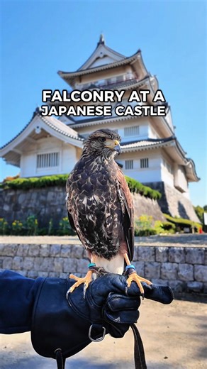 Would you like to try falconry in Japan? The practice has a long history here, so I was excited when I got asked to try it at a castle in Chiba City. I was also a bit nervous, but luckily my first attempt was a success! Local tour organizers are considering making this experience available to visitors to Chiba. Would you come to try it if they did? …………………………………… Visit Chiba Japan is run by locals who love sharing our favorite spots in Chiba Prefecture, Tokyo’s neighbor and home to Narita Intern