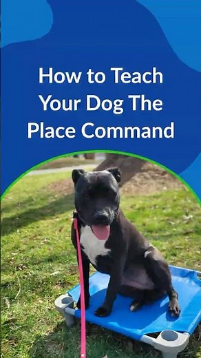 How to Teach Your Dog The Place Command