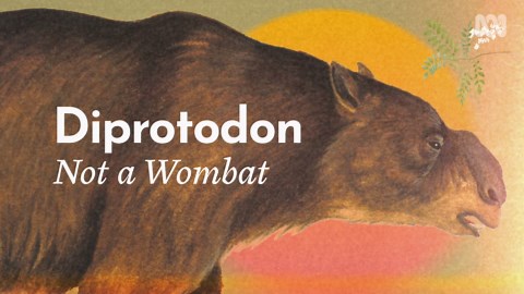 Diprotodon: Not a wombat - ABC Education