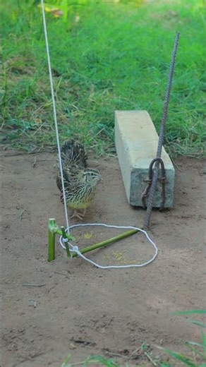 Simple But Deadly Quail Trap Technique #shorts #trapmaking