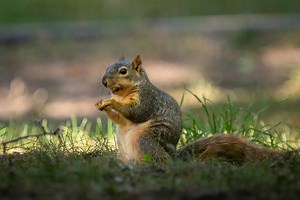 An 'attack squirrel' has injured multiple people in California, reports say