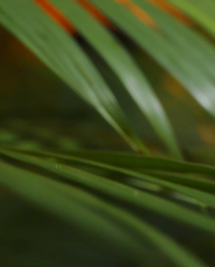 Miss Universe on Reels