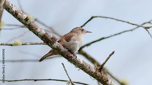 Marsh Wren (Cistothorus palustris) singing its song and rousing its feathers in a swamp in the Pacific Northwest. Captured at 60 frames per second and played back in slow motion with slowed audio.