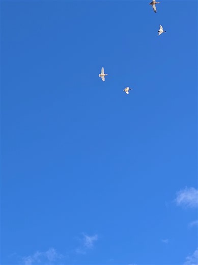Domestic ducks flying | Ducks