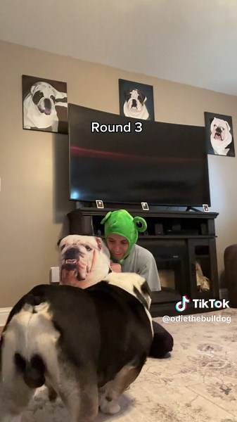 Funny Bulldog Wrestling Compilation