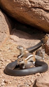 Rock squirrels fight back against predator! #animal | Daily Vu