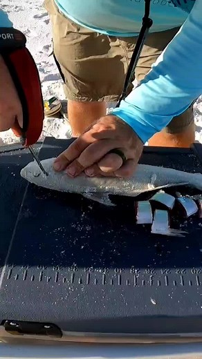 The Most Humane Way to Kill a Fish: A Detailed Guide