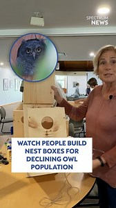 The smallest owl in Florida is becoming more rare. Experts in Pinellas County said the Eastern Screech Owl’s population has been declining in the southeastern U.S. over the last ten years. There are efforts to help the bird rebound in Pinellas County. Learn more: https://baynews9.com/fl/tampa/news/2026/01/19/nesting-boxes-for-eastern-screech-owl | Spectrum Bay News 9