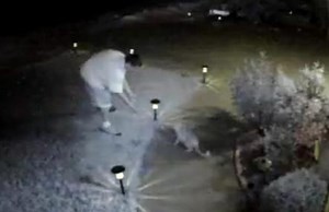 Video shows thief stealing cat from front yard; owners heartbroken