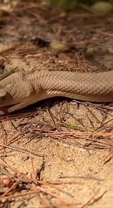 82K views · 442 reactions | A real close-up battle between a spider and a snake! Watch how fast reactions decide the winner. ️⚔️ Full fight captured on mobile — you won’t believe the ending! #SpiderVsSnake #WildFight #AnimalBattle #SnakeAttack #SpiderAttack #NatureFight #DangerousAnimals #WildlifeShorts #FaceOff #ReelFight #FYP #ViralVideo #ShockingMoment #MobileFootage #CrazyNature #USAReels #WildlifeReels #EpicBattle | SpiderVerse Wild | Facebook