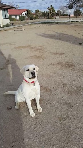 White English Labrador Retriever Stud Located in California