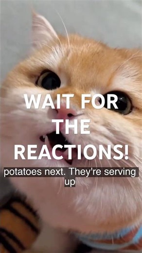 Cute Cats React to Everything 😹 | Funniest Cat Reactions Compilation