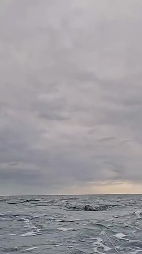 Datos interesantes sobre los tiburones y su conservación