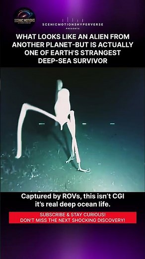 😱 You Won’t Believe This Alien-Looking Creature Lives on Earth! | Giant Sea Spider #Shorts
