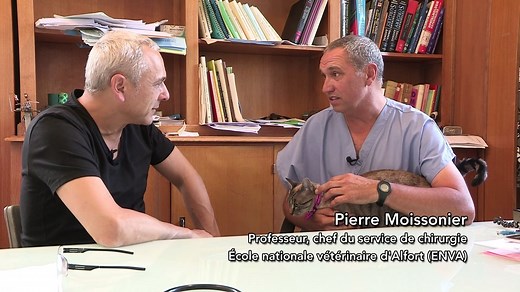 Pourquoi les chats retombent sur leurs pattes