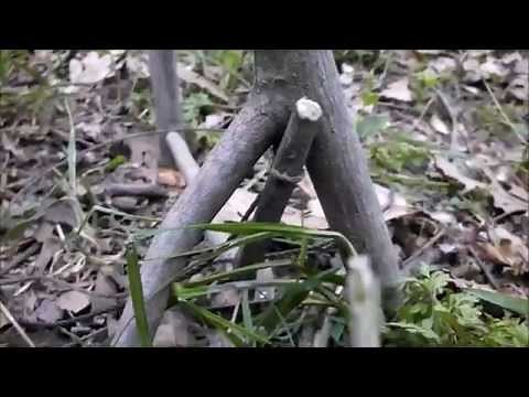 Simple spring pole snare
