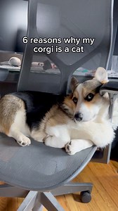 I believe Graffiti was a cat in his past life 😂🐈 #corgi #dogs #pets | Brady & Graffiti the Corgis