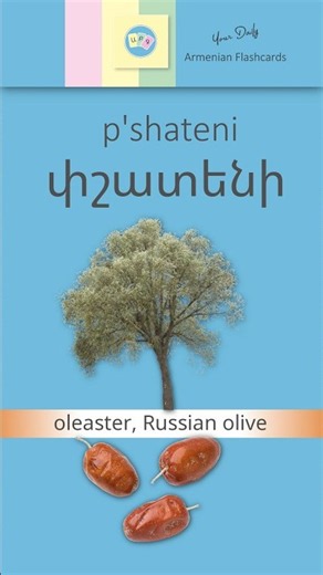 Listen & Learn Armenian: Փշատենի [ p'shateni ] – Oleaster, Russian Olive Tree | Audio Flashcards