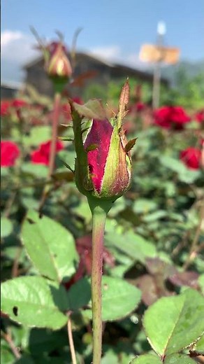 Kebun Bunga Mawar - Red Rose Garden #mawar #kebun #bunga #merah #red #rose #garden #kebuntanduran