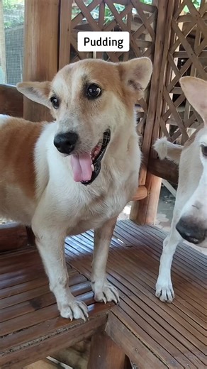 17K views · 1K reactions | Come adopt a dog. All are vaxed and spayed or neutered. We deliver 7 days a week! | Happy Animals Club | Facebook