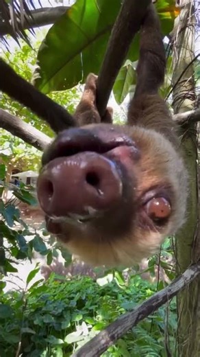 This beach-loving sloth is ready to bring a wave of cuteness to your day! 🦥🌊