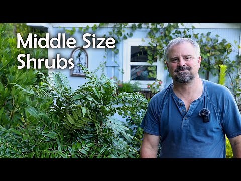 Medium Size Low Maintenance Evergreen Shrubs