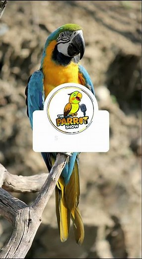 Smart Parrot vs Cop | Caught in 4K… Eating a Cracker 📸🦜🍪#talkingparrot #funnyparrot #comedy #funny