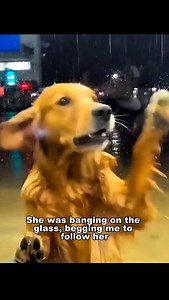 1.1K views · 18K reactions | . Rescue puppy . . . . . . #rescuepuppy #rescuedog #adoptdontshop #puppy #dogsofinstagram #rescuedogsofinstagram #dog #puppiesofinstagram #rescue #puppylove #rescuepup #rescuedogs #puppies #dogs #rescueismyfavoritebreed #dogoftheday #adoptme #cutepuppy #cutedogs #muttsofinstagram #puppylife #rescuedismyfavoritebreed #cutedog #doglover #pup #animalrescue #adopt #heinz #dachshund #dogstagram | Jimmy.R.K | Facebook