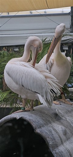 Rufus from "Dolphin Tale" and her friends getting themselves ready to greet all of the guests. Come on down and enjoy the cooler wheather. | J David Wright
