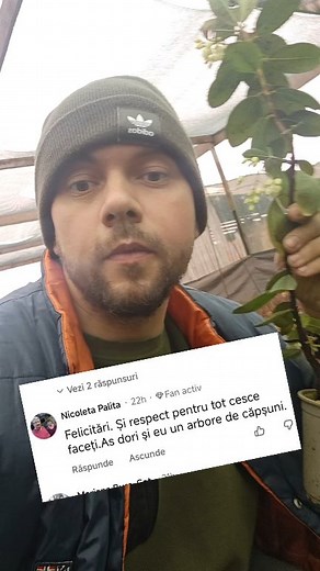 79K views · 2.2K reactions | Arbori de căpșuni, copac de căpșuni de soi #arbutus #unedo #arbutusunedo | Plante ieftine | Facebook